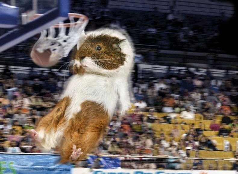 Guinea Pig Basketball 