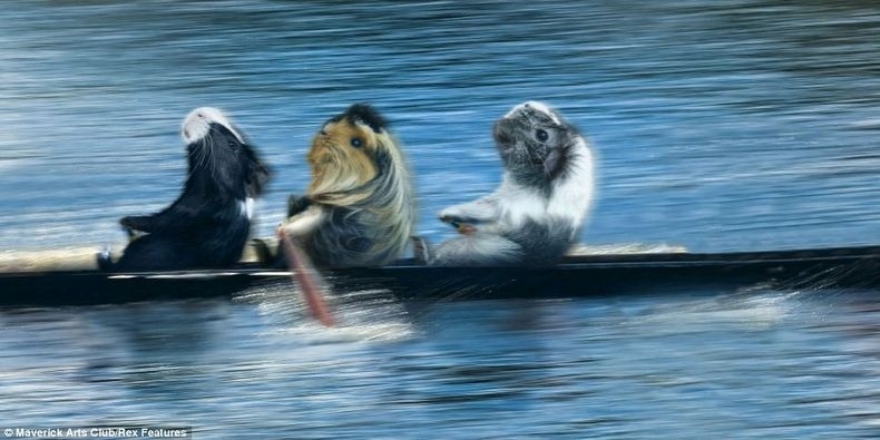 Guinea Pigs Rowing Team 