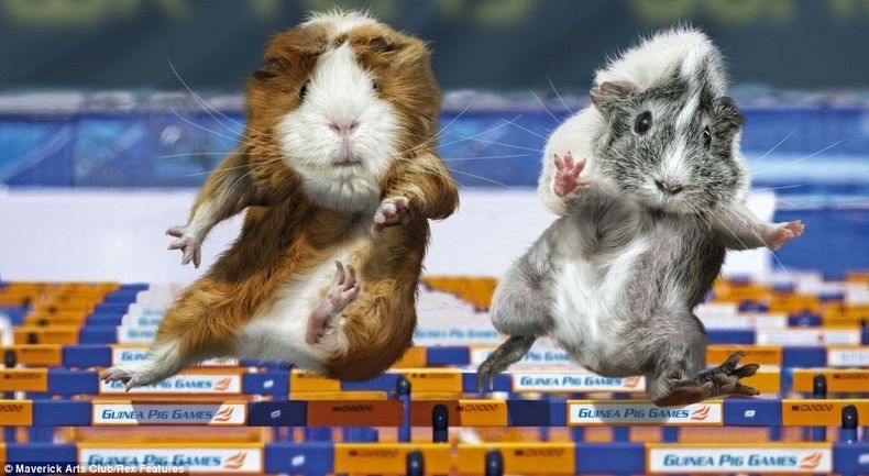 Guinea Pigs Jumpers 