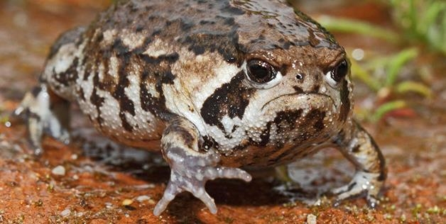 Grumpy Toad 