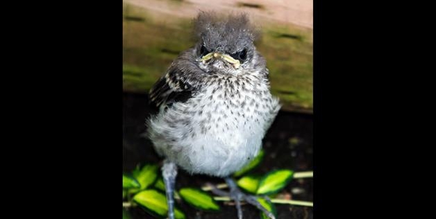 Angry Bird 