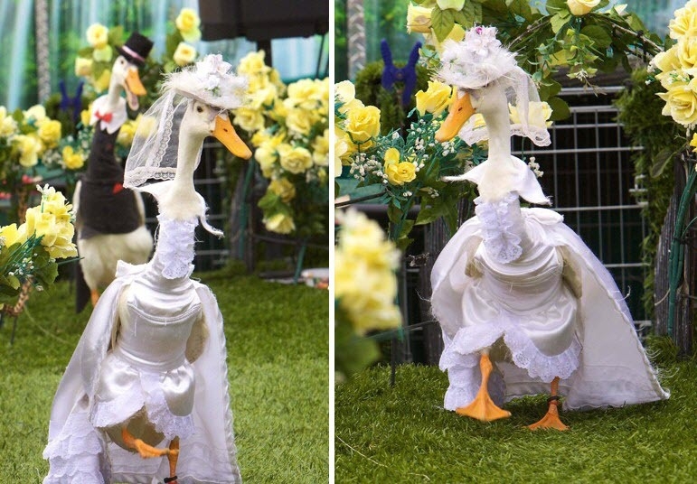 Duck Show 