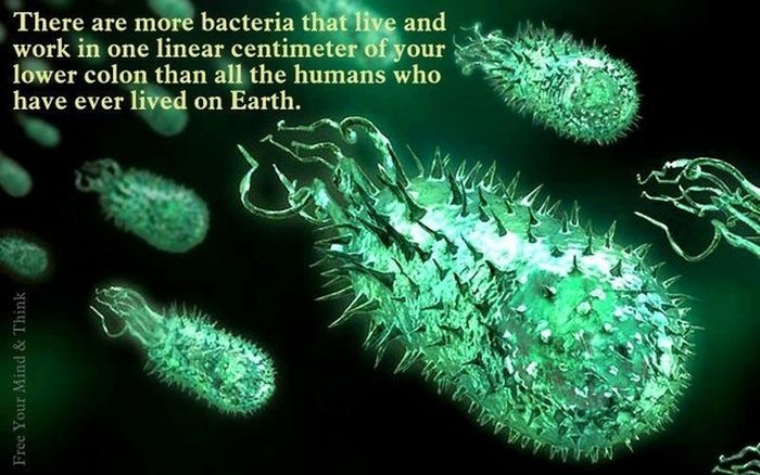 Bacteria 