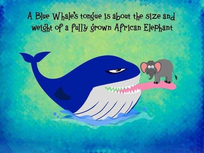 Blue Whales Tongue 
