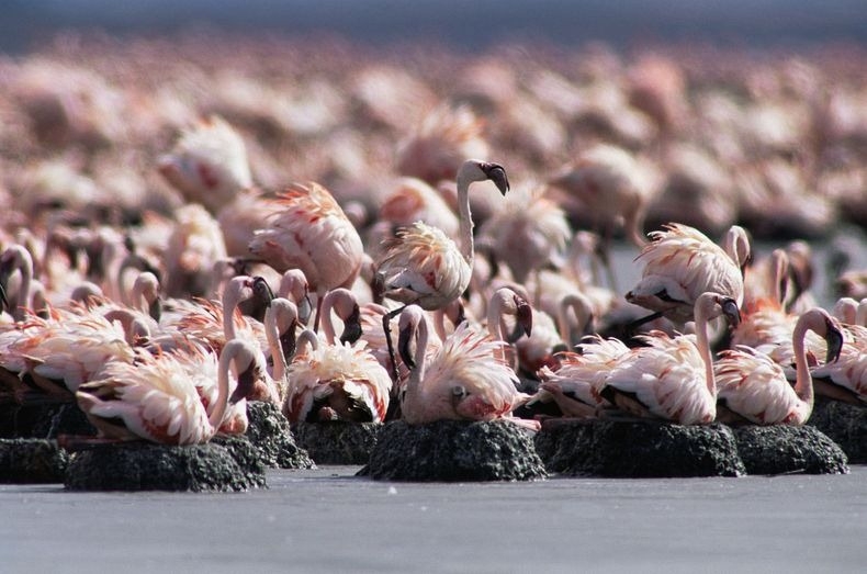 Hundreds of Flamingos 