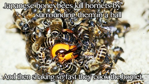 Japanese Honeybees 