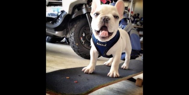 Sir Charles Barkley The New Instagram Star French Bull Dog