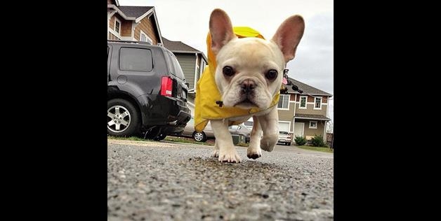 Sir Charles Barkley Rain Coat 