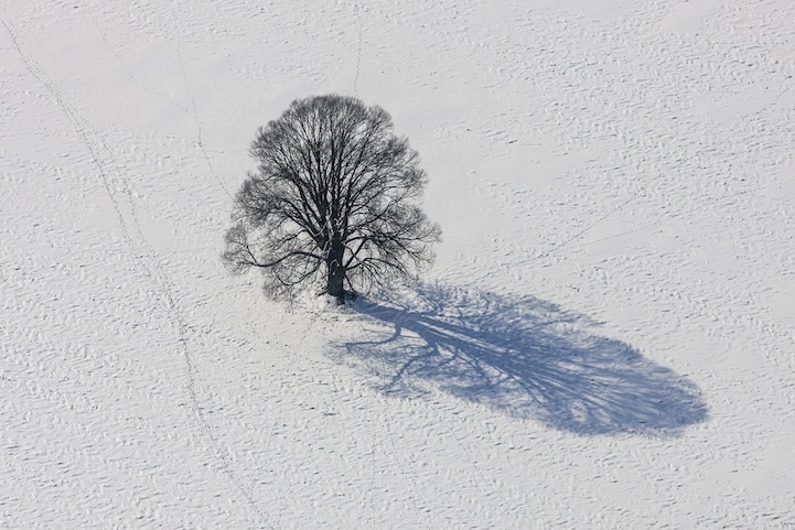Barren Winter Trees