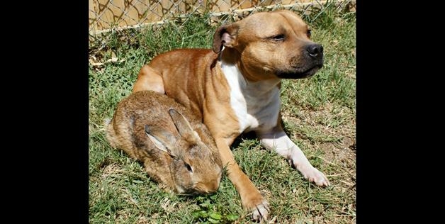 Boom The Adorable Pit Bull Posing with A Bunny 