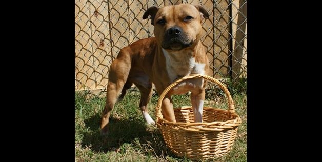 Pit Bull in a basket 