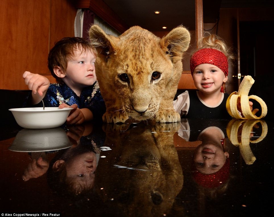 Pet Lion Cub 