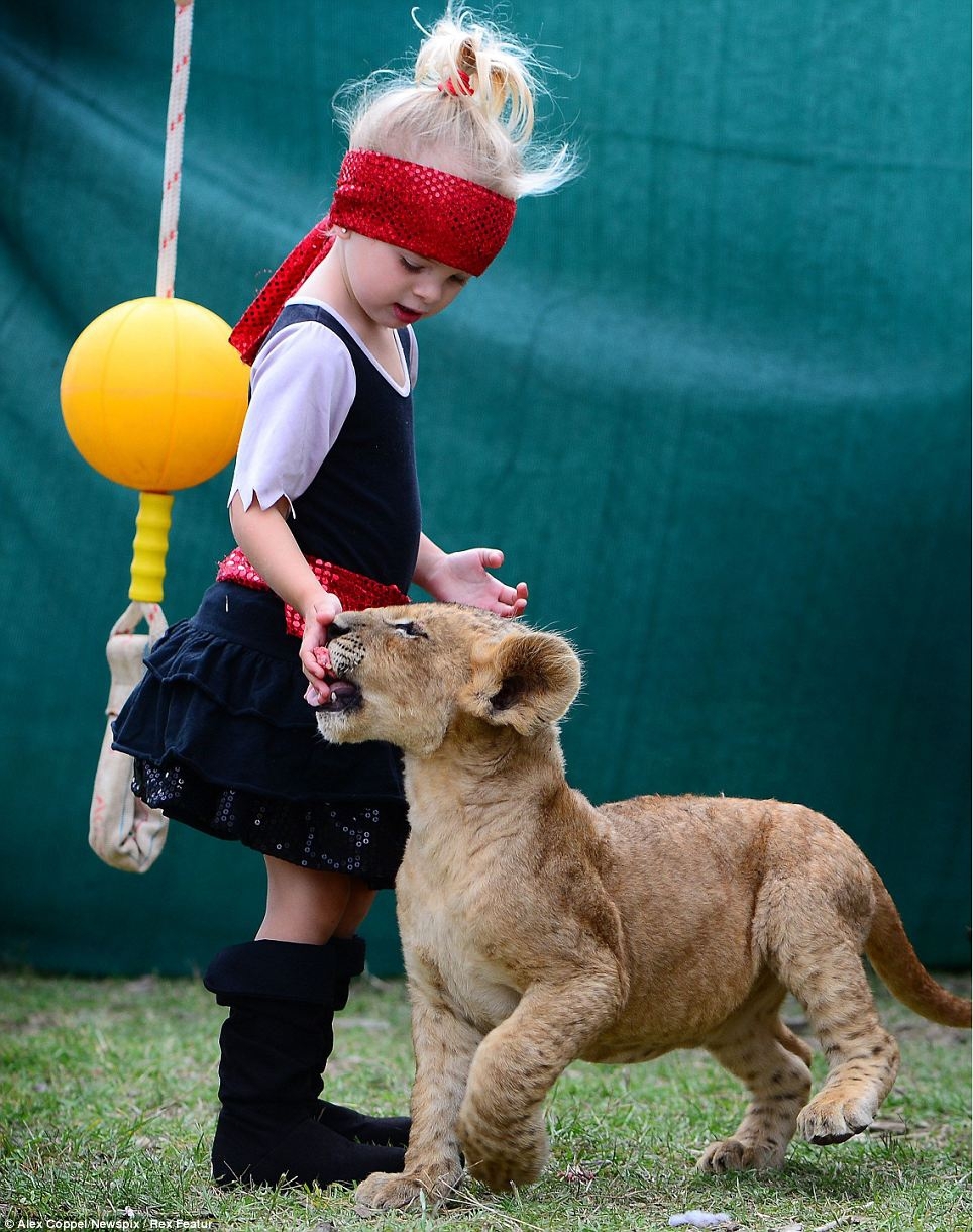 Circus Lion 
