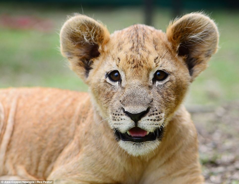 Braxton West-Smith's Lion Cub 