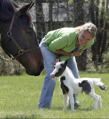 Mini Horse, Regular Horse 