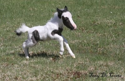 Mini Horse Einstein Running 