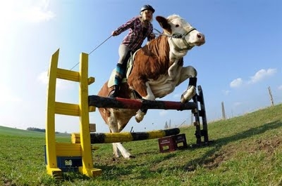 Jumping Cow 