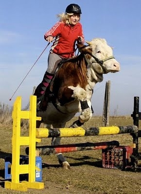 Show Cow Jumping 