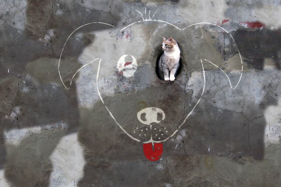 Alexey Menschikov Street art - cat dog 
