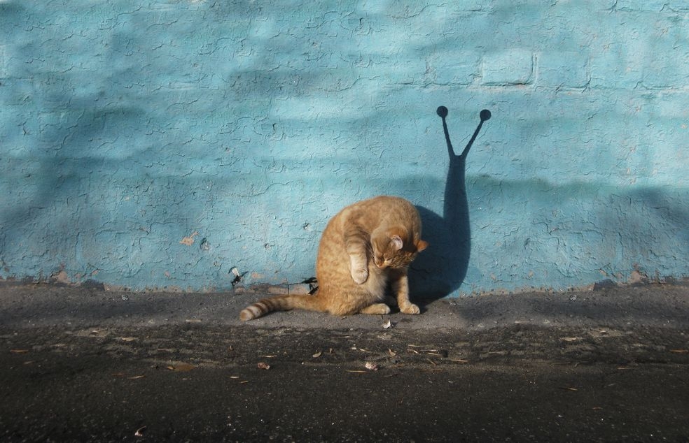 Alexey Menschikov Street art Cat meets Snail 