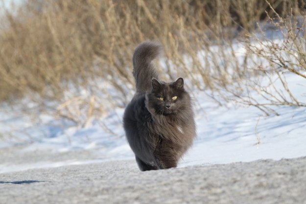 Sygmond The Grey, Adorable Cat 