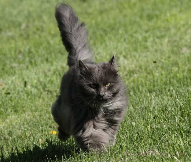 Running Kitty 