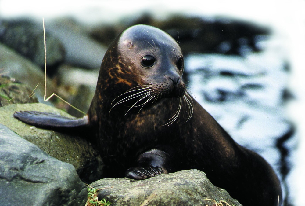 Cute Seal 