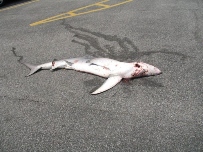 Dead Shark in Parking Lot 