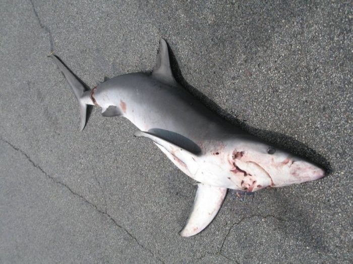 Shark Fell From The Sky 