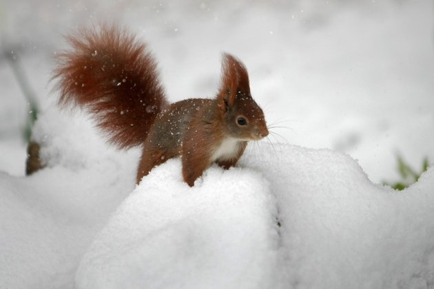 Squirrel In The Snow 