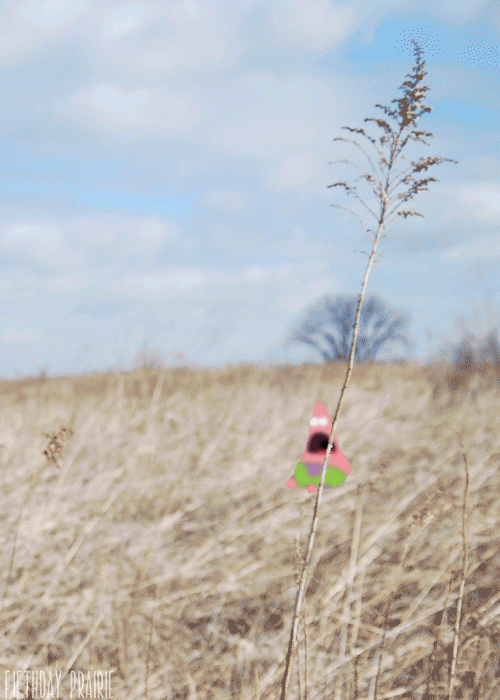 Surprised Patrick In The Field 