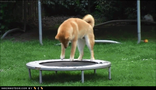 Jumping on this trampoline