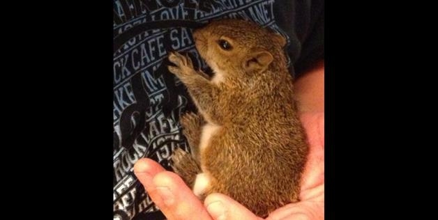 Zip The Baby Squirrel Fully Healthy 