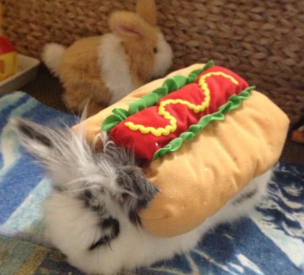 Funny Hot Dog Bunny 