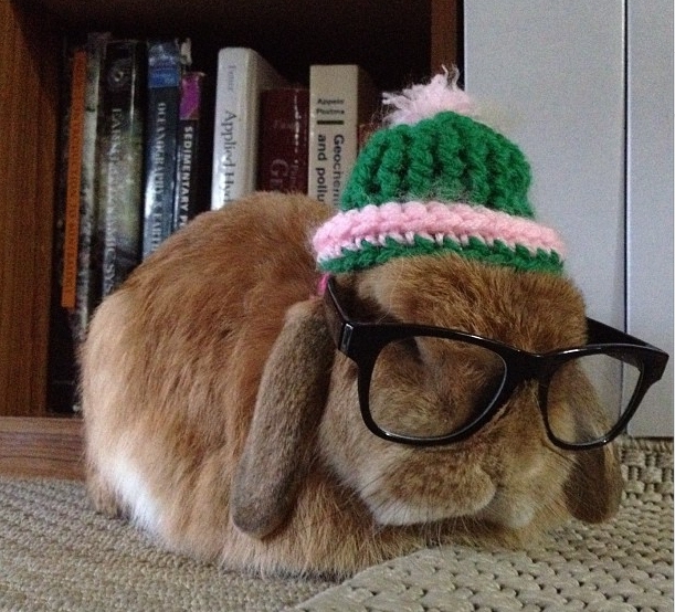 Hipster Bunny 