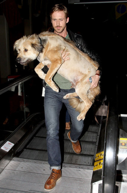 Ryan Gosling Carrying BIG Puppy