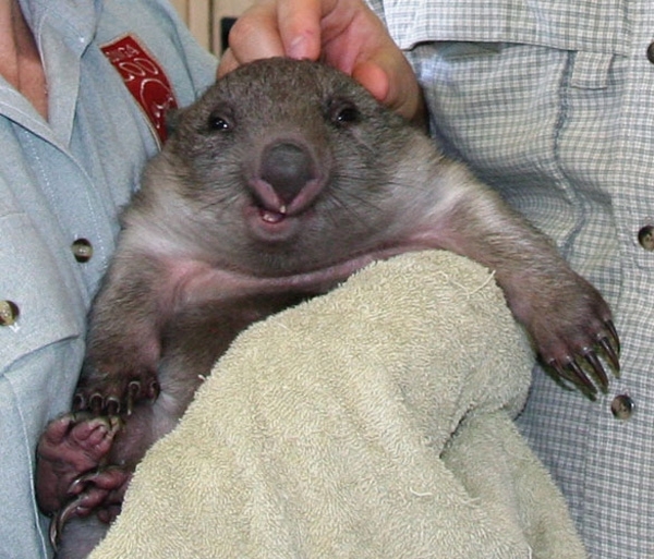Derp Face wombat