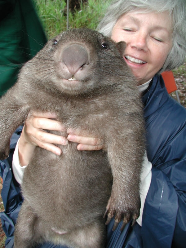 Chubby Wombat