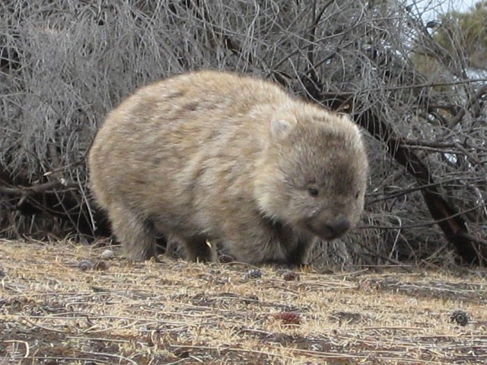 Cute Wombat 