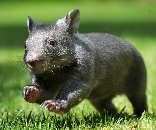 Little Running Wombat 