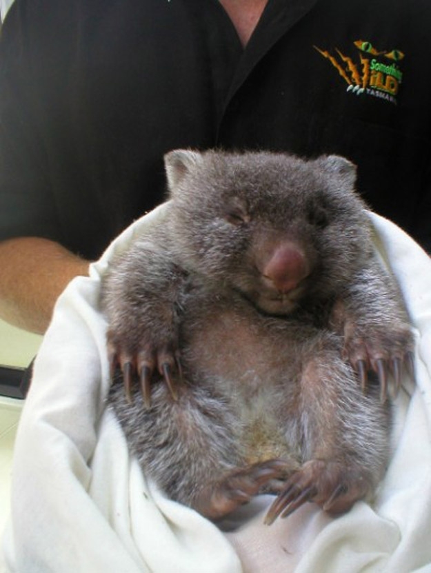 Chubby Baby Wombat 