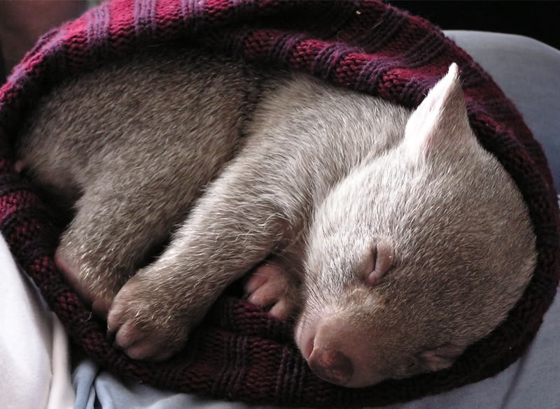 Sleeping Wombat 