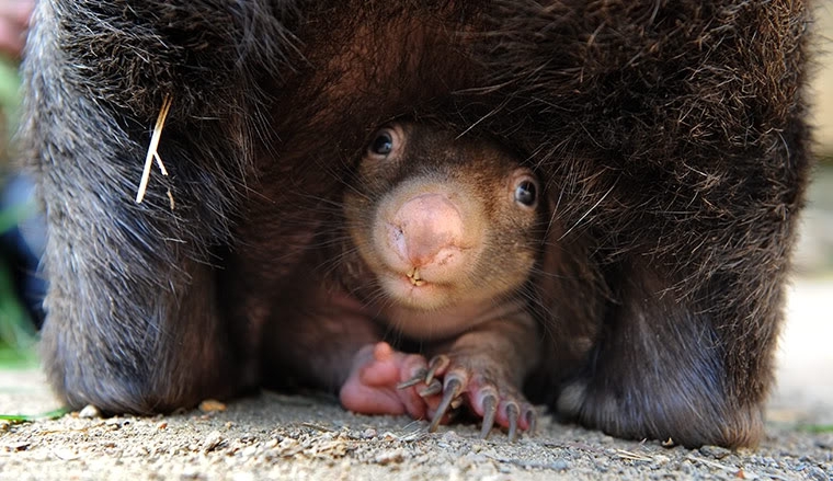 Adorable Baby Wombat 