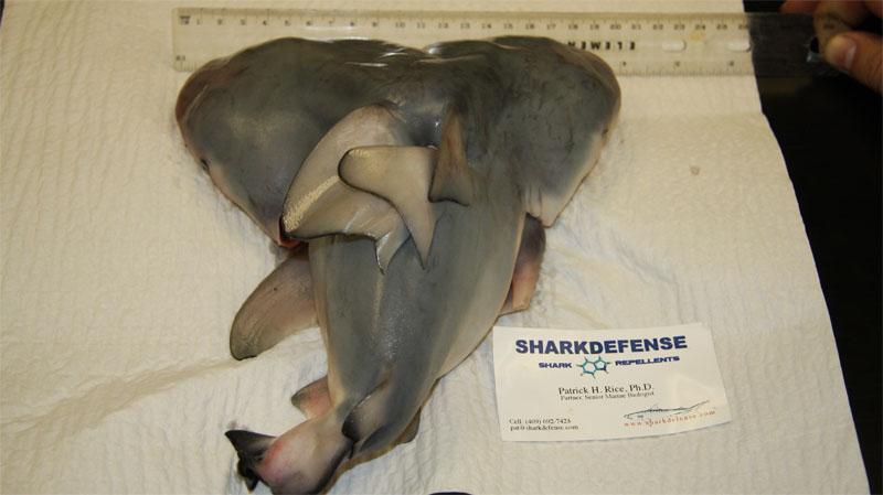 Found Shark Fetus 