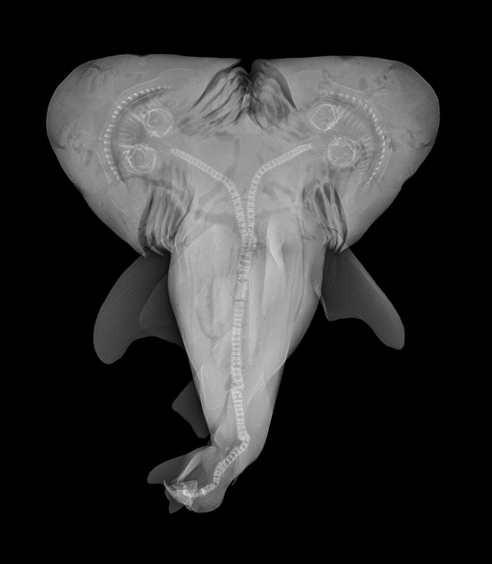 Two Headed Shark X-Ray 