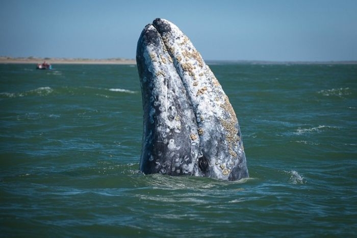 Grey whale 