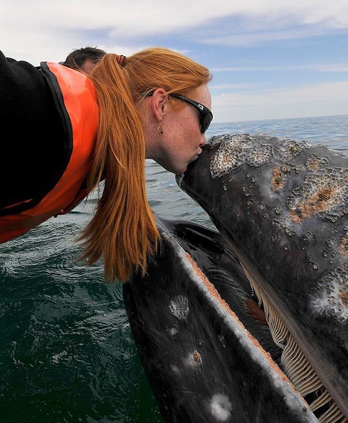 Whale Kisses 