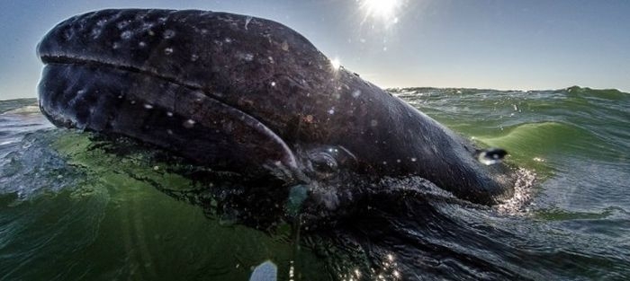 Close up Grey Whale 