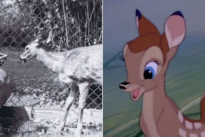 Actual Deer. 
