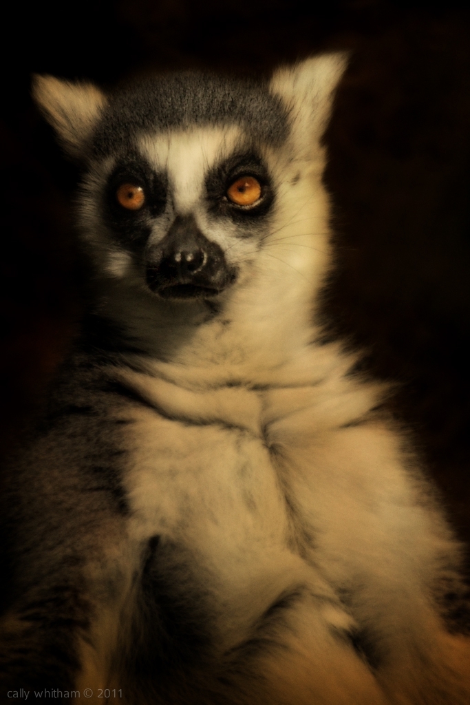 Lemur 